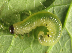 Pristiphora thalictri