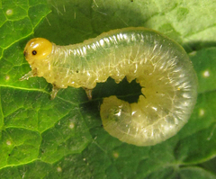 Pristiphora thalictri