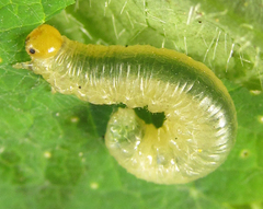 Pristiphora thalictri