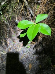 Alyxia magnifolia