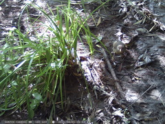 Turdus falcklandii magellanicus
