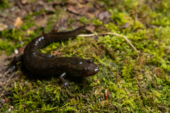 Desmognathus folkertsi