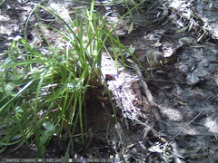 Turdus falcklandii magellanicus