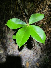 Alyxia magnifolia