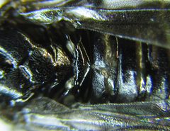 Pristiphora thalictri