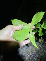 Alyxia magnifolia