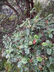 Polylepis quadrijuga