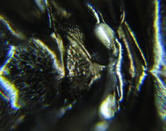 Pristiphora thalictri