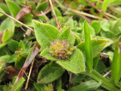 Richardia humistrata