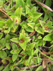 Richardia humistrata