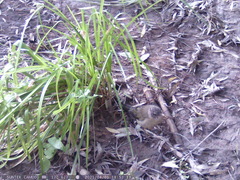 Turdus falcklandii magellanicus