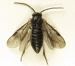 Pristiphora thalictri