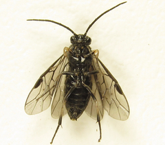 Pristiphora thalictri