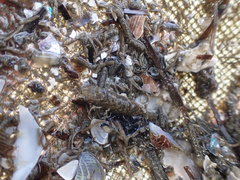 Philocheras australis