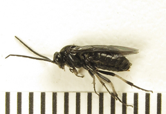 Pristiphora thalictri