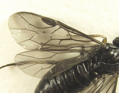 Pristiphora thalictri