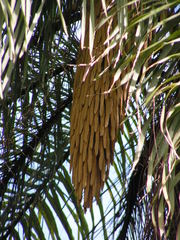 Acrocomia intumescens