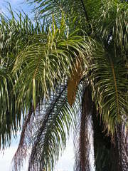 Acrocomia intumescens