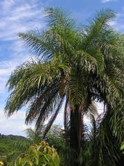 Acrocomia intumescens