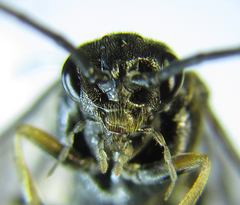 Pristiphora thalictri