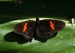 Castilia castilla
