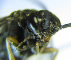 Pristiphora thalictri