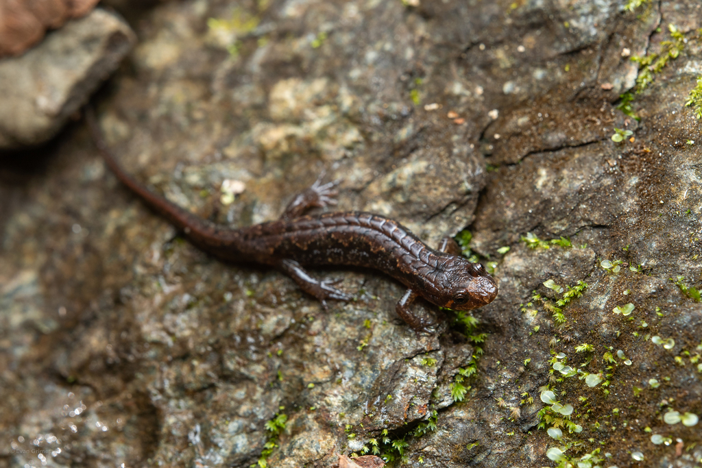 Chattooga Dusky Salamander