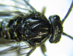 Pristiphora thalictri