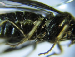 Pristiphora thalictri