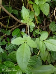 Cleome viscosa
