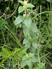 Cleome viscosa