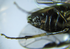 Pristiphora thalictri