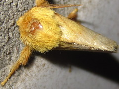 Narosoideus flavidorsalis