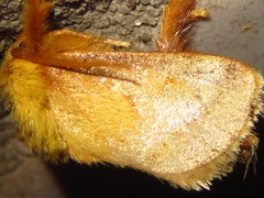 Narosoideus flavidorsalis