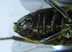 Pristiphora thalictri