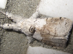 Calliteara pseudabietis