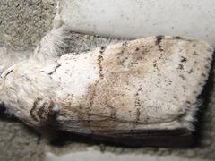 Calliteara pseudabietis