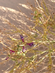 Penstemon thurberi