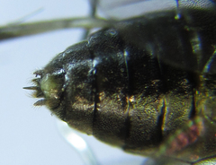 Pristiphora thalictri