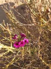 Penstemon thurberi