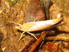 Ypsolopha parallela