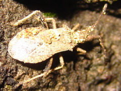 Coriomeris scabricornis