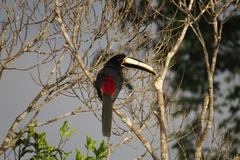 Pteroglossus aracari
