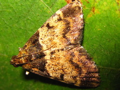 Lepidogma melanobasis