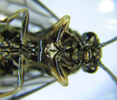 Pristiphora thalictri