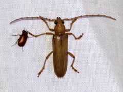 Atylostagma politum