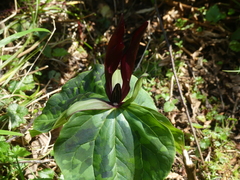 Trillium kurabayashii