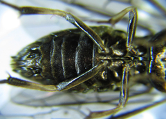 Pristiphora thalictri