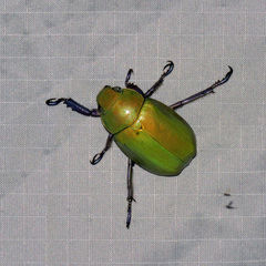 Chrysina beyeri