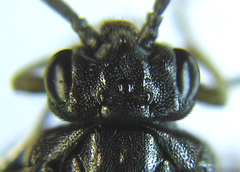 Pristiphora thalictri